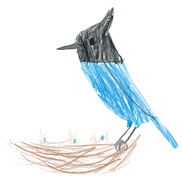 flock of juncos drawing